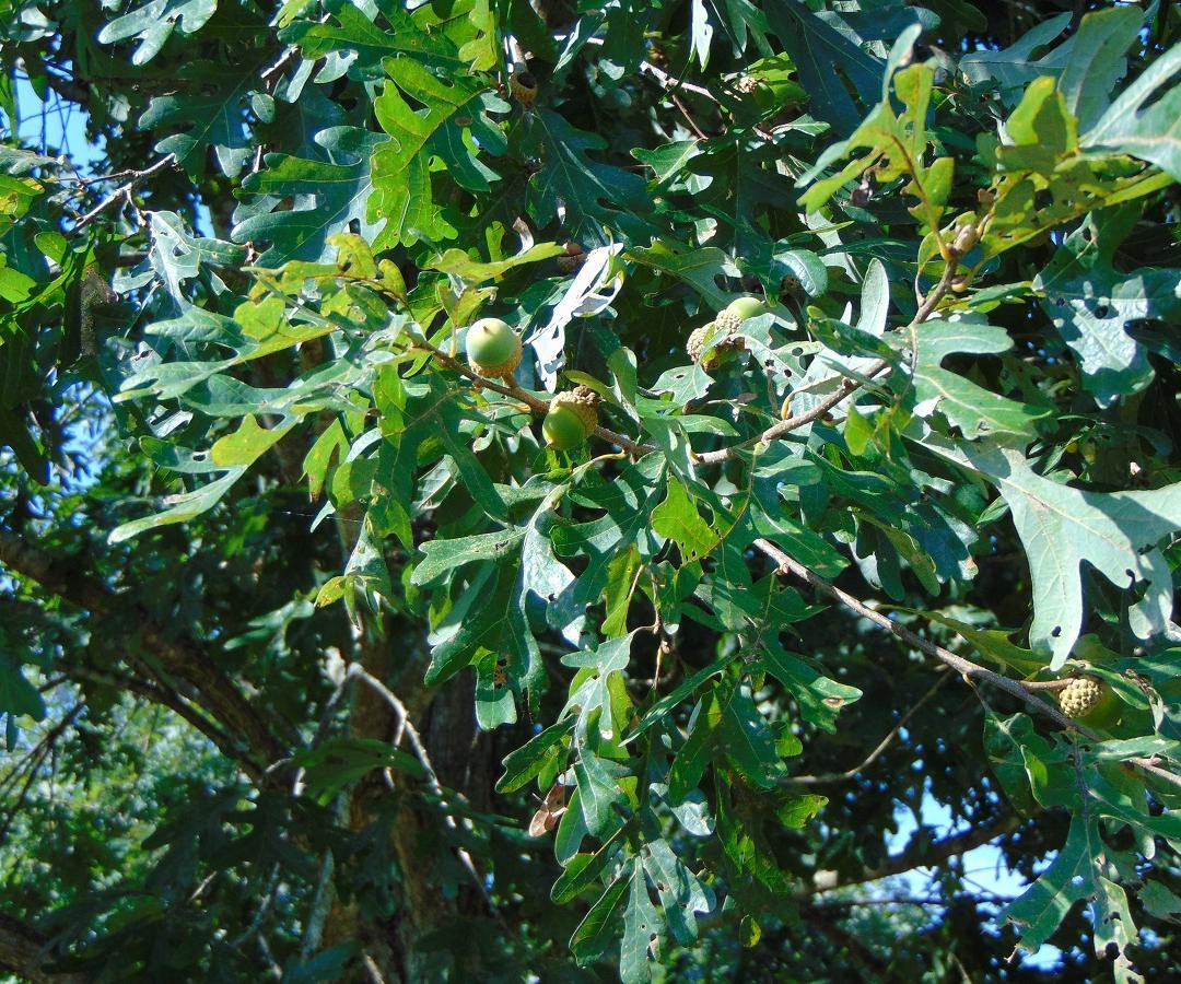 Growing acorns on a twig among oak leaves