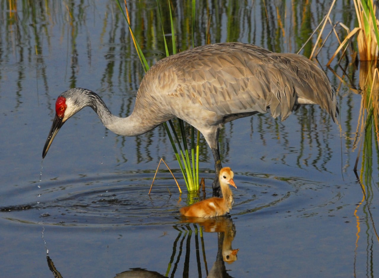 Baby Sandhill Breakfast by Andrea Westmoreland