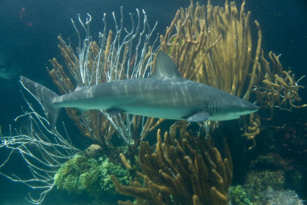 Caribbean reef shark Gratwicke