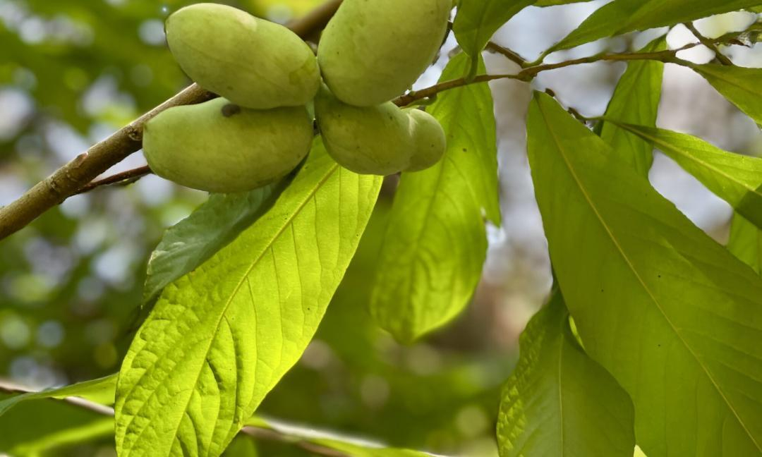 Feb Pawpaw 2000x1200