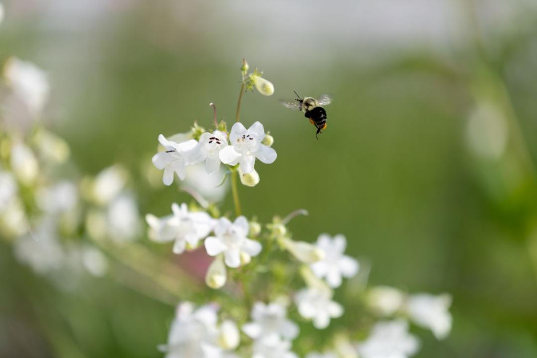 GardenPollinator web