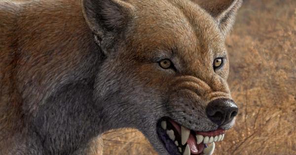 Gray fossil site bone crushing dog