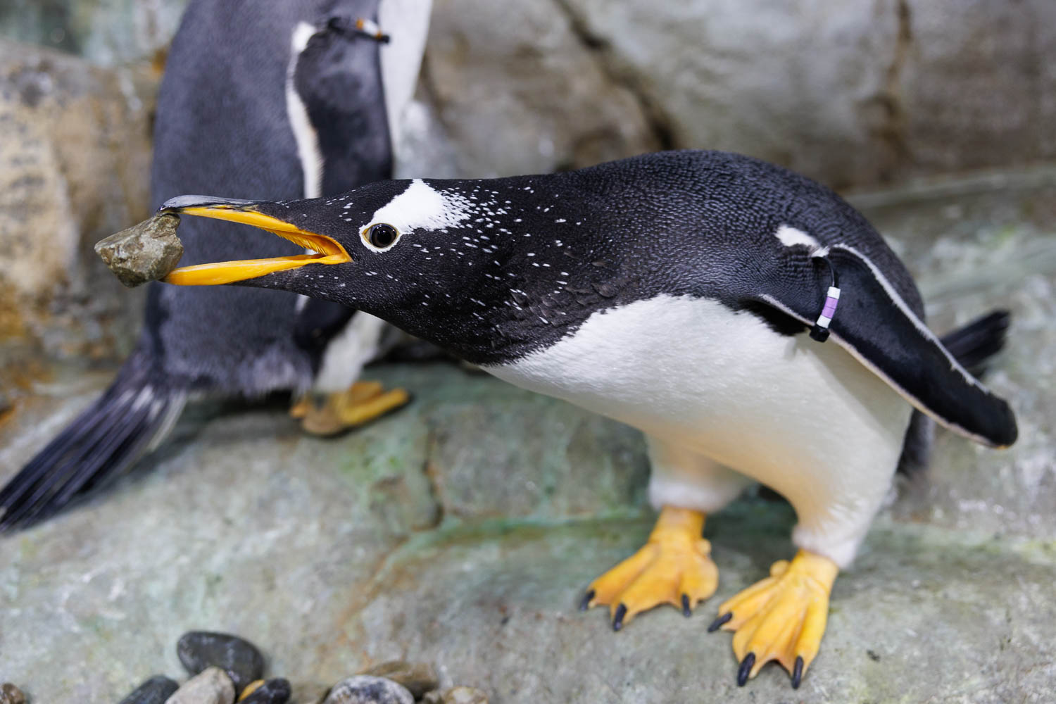 Gentoo Penguin Carla selects a rock for her nest during "Rock Day," which begins penguin nesting season at the Tennessee Aquarium.