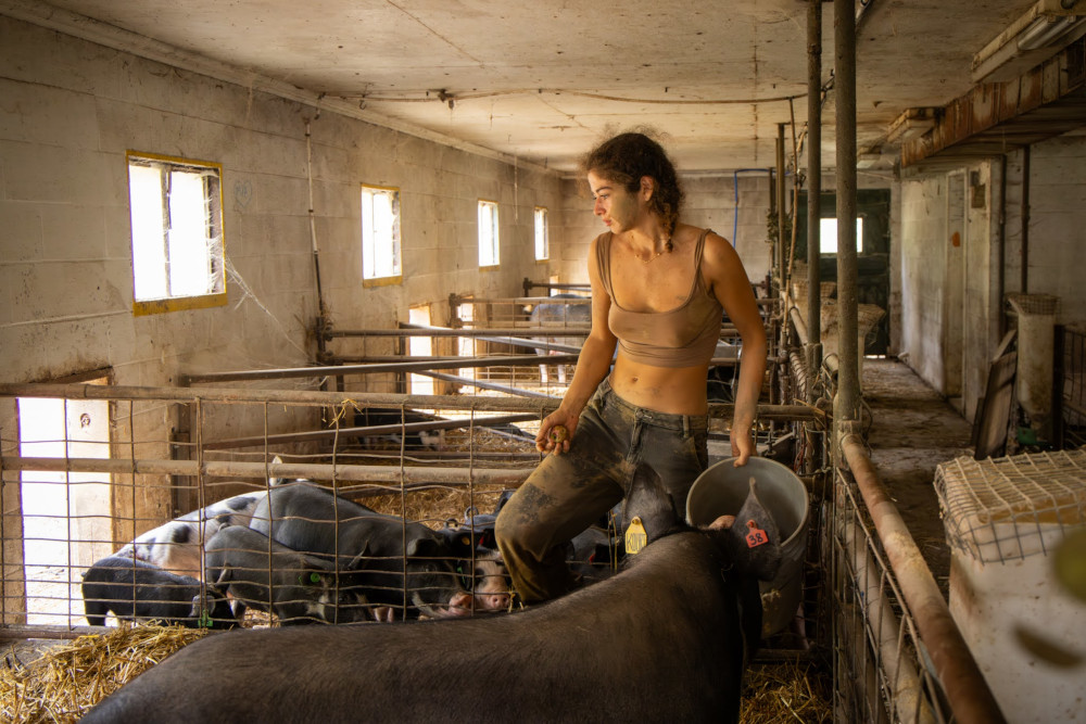 Student Farm Leader taking care of pigs 1000