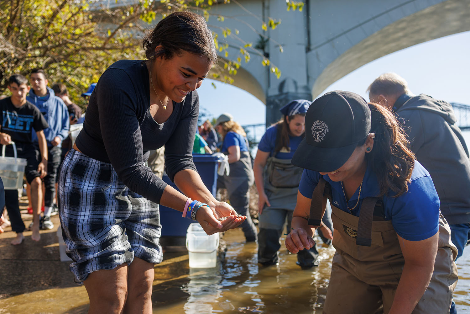 Students from Hixson High School help the Tennessee Aquarium Conservation Institute release juvenile Lake Sturgeon into the Tennessee River from Coolidge Park on Thursday, Oct. 23, 2025, in Chattanooga, Tenn. This year the Aquarium and its partners in the Lake Sturgeon Working Group are celebrating 25 years of stocking sturgeon in the Tennessee and Cumberland Rivers.
