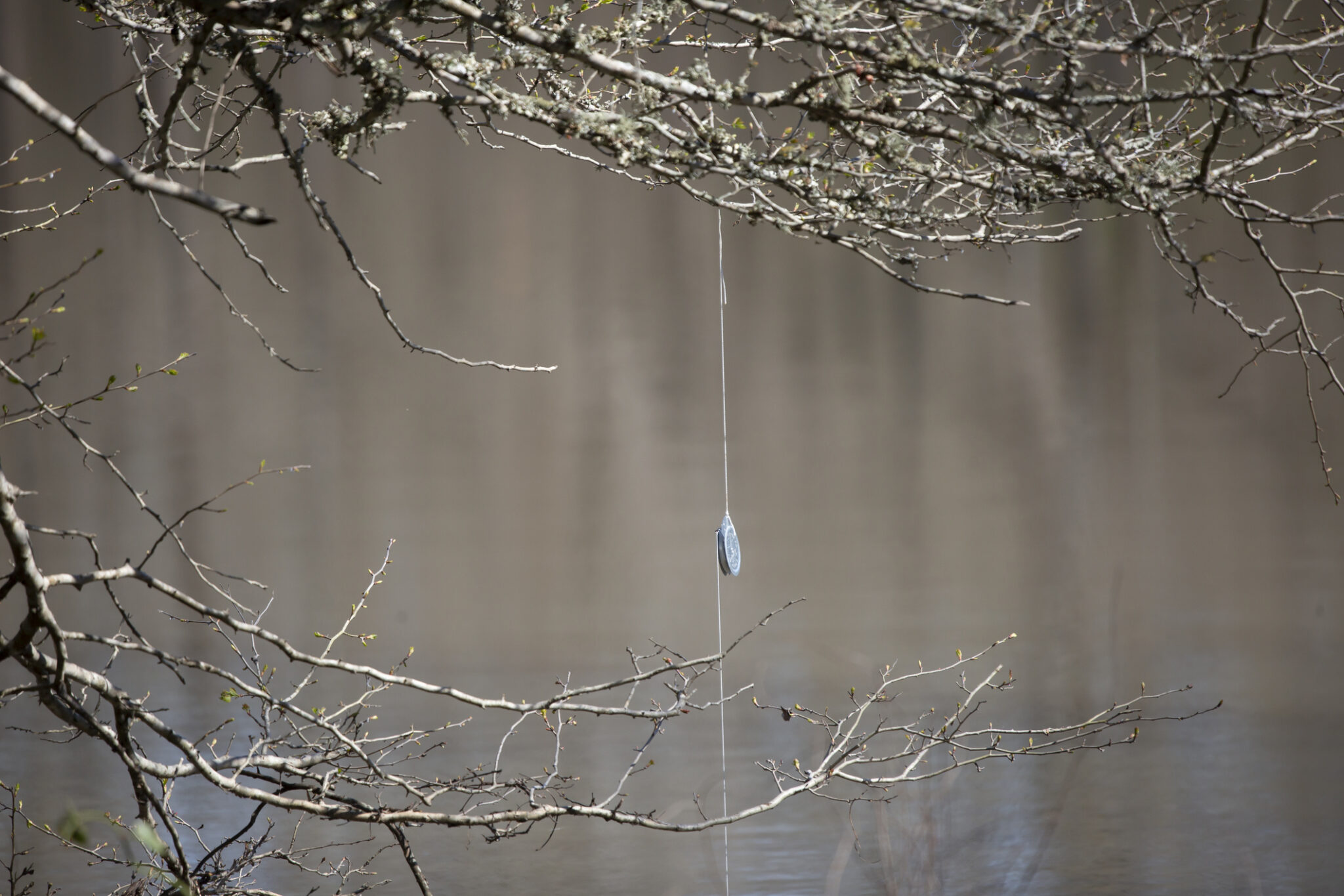 Silver anchor and thin fishing line tied to a branch for an underwater trotline
