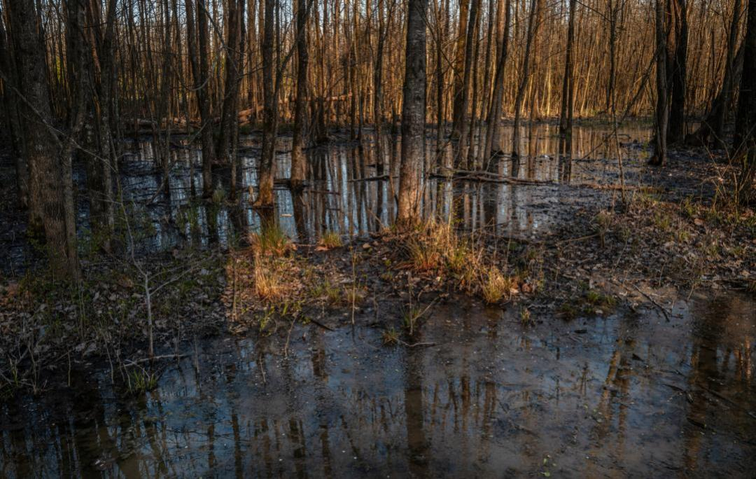 WETLANDS001 2048x1296