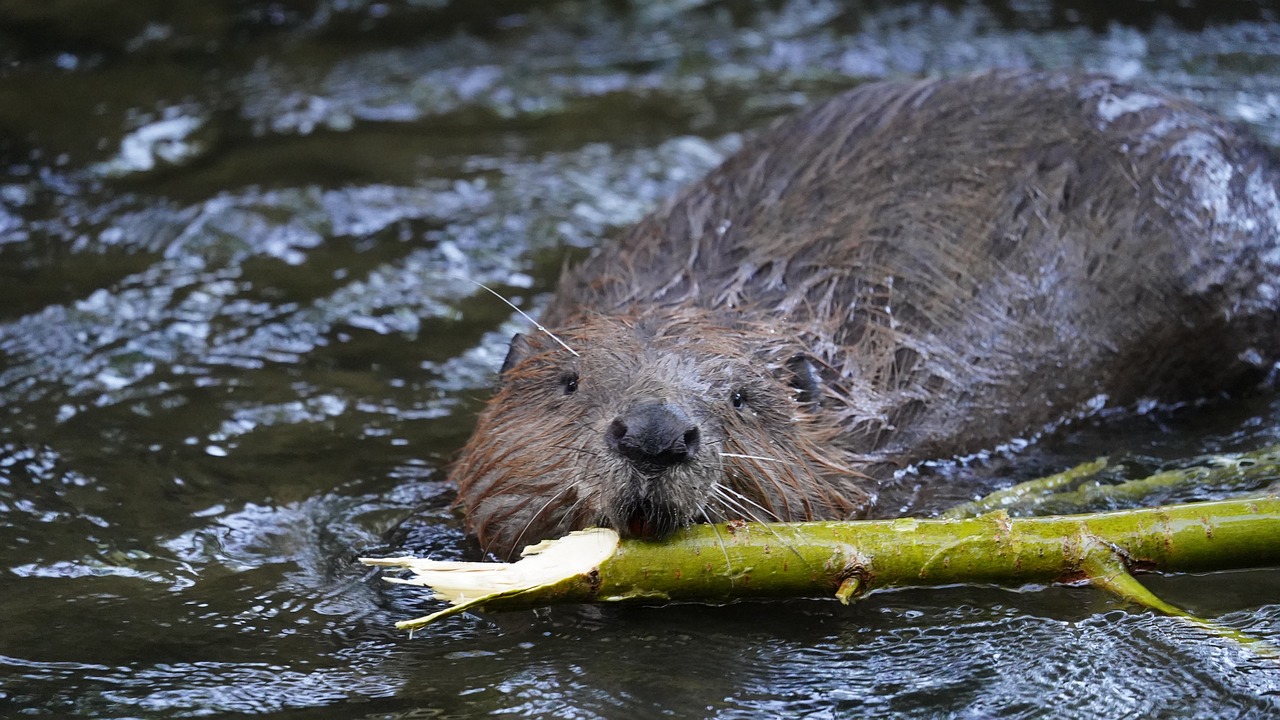 beaver gc2f524423 1280