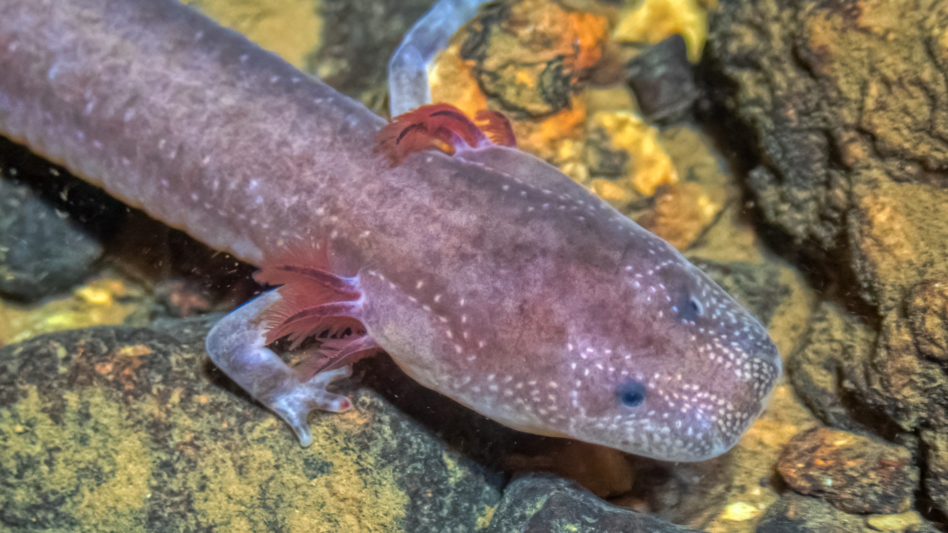 berry cave salamander