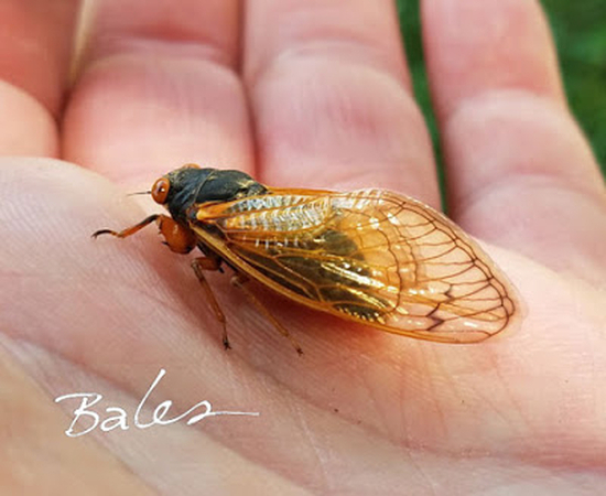 This picture of a cicada, sitting on a hand, shows that its length from the head to the tips of its transparent wings, stretched back in their resting position, is about the width of two fingers