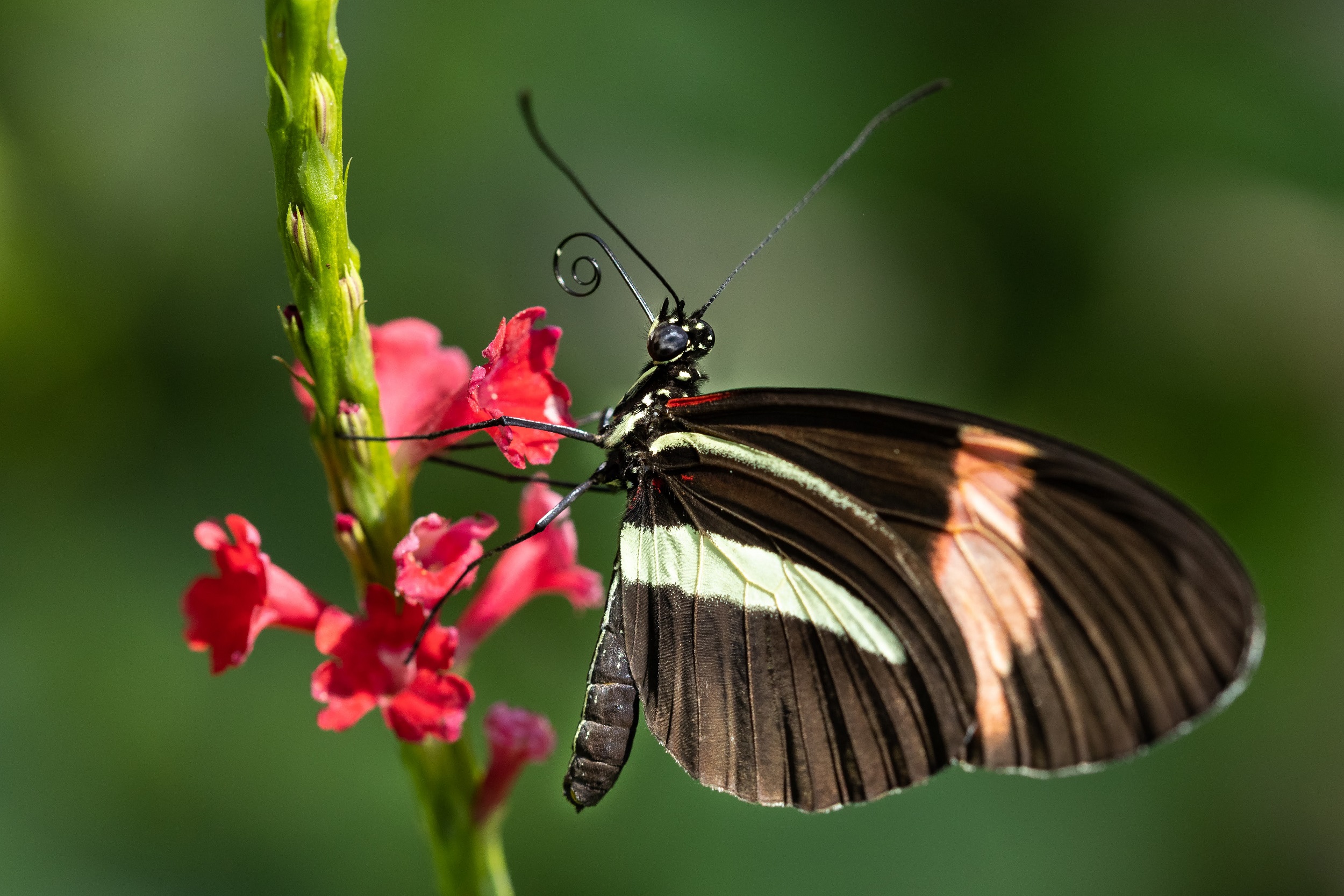 Heliconius melpomene, or the Postman Butterfly, in the Tennessee Aquarium Butterfly Garden.