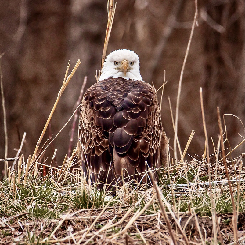 Thompson Eagle lead poisoned 1