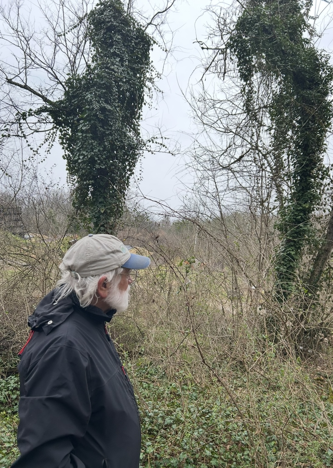 invasive plants